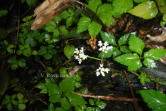 Vanasushava pedata